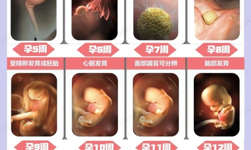 孕妇可以吃黄鳝嘛?-孕妇可以吃花胶吗,中国孕妇可以吃花雕酒吗网站